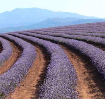 Lavenderfield - Tasmania