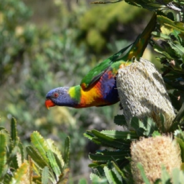 Parrot - Tasmania